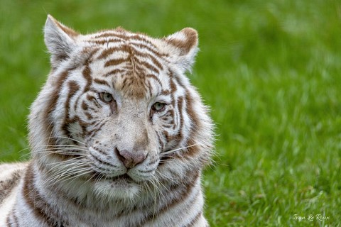 Zoo de Cerza Tigre Blanc - 2020