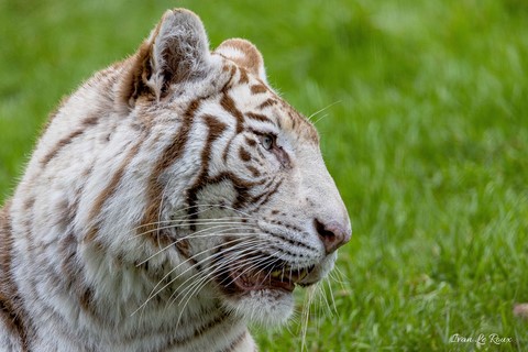 Tigre Blanc Zoo de Cerza 2020