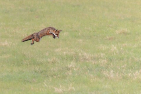 Le Renard roux