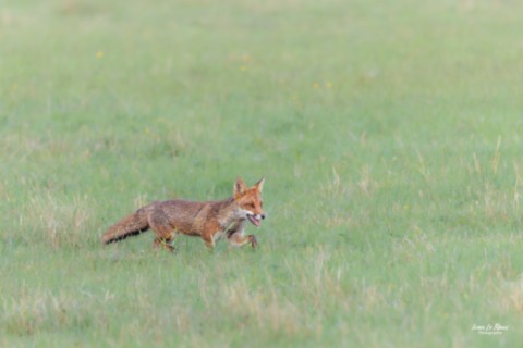 Le Renard roux part à la chasse photographe Ivan Le Roux