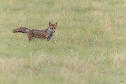 Le Renard roux